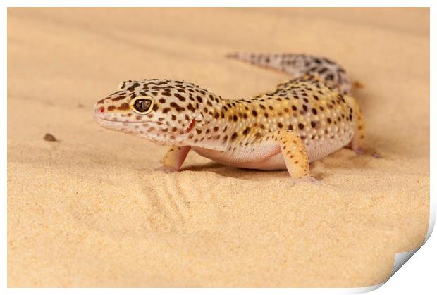 Leopard Gecko Print by Janette Hill
