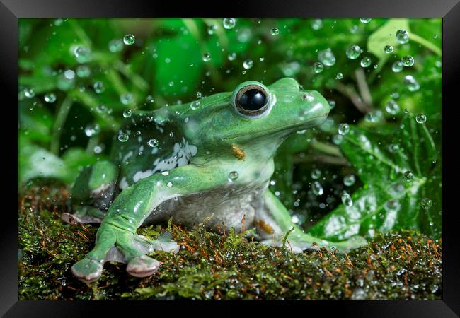 Frog in the Rain  Framed Print by Janette Hill