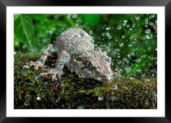 Gargoyle Gecko in Rain Framed Mounted Print by Janette Hill