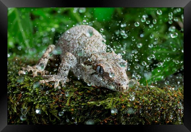 Gargoyle Gecko in Rain Framed Print by Janette Hill