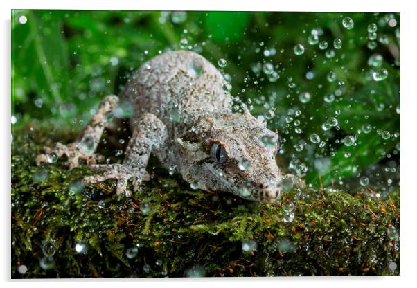 Gargoyle Gecko in Rain Acrylic by Janette Hill