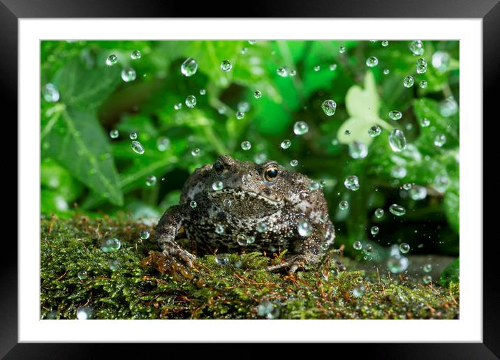 Rainy Toad Framed Mounted Print by Janette Hill