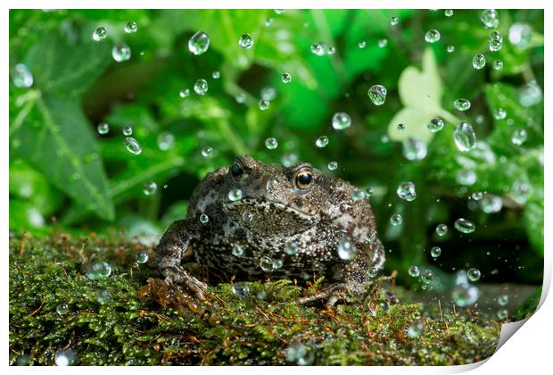Rainy Toad Print by Janette Hill