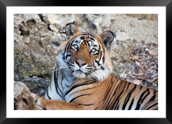 T24, Male Tiger, Ranthambhore, India Framed Mounted Print by Janette Hill
