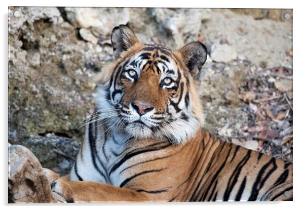 T24, Male Tiger, Ranthambhore, India Acrylic by Janette Hill