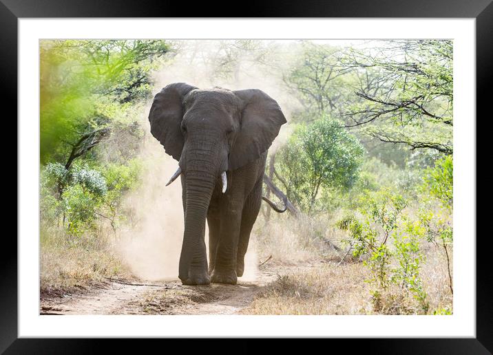 Dusty Male Framed Mounted Print by Janette Hill