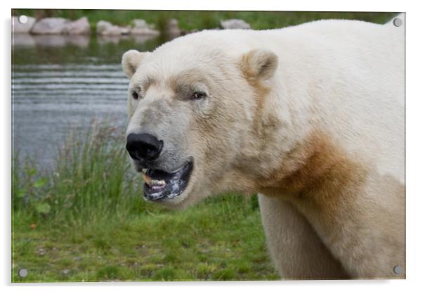 Polar Bear in Scotland Acrylic by Jacqi Elmslie