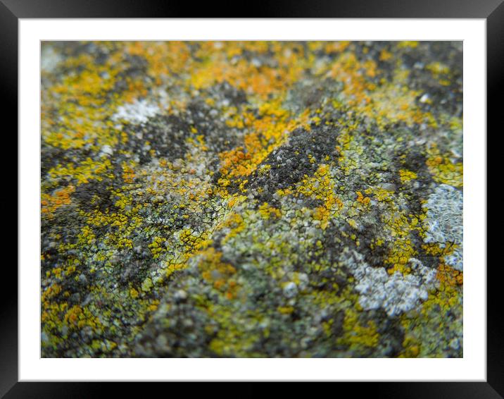 lichen landscape Framed Mounted Print by Heather Newton