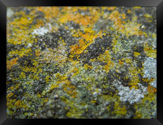lichen landscape Framed Print by Heather Newton