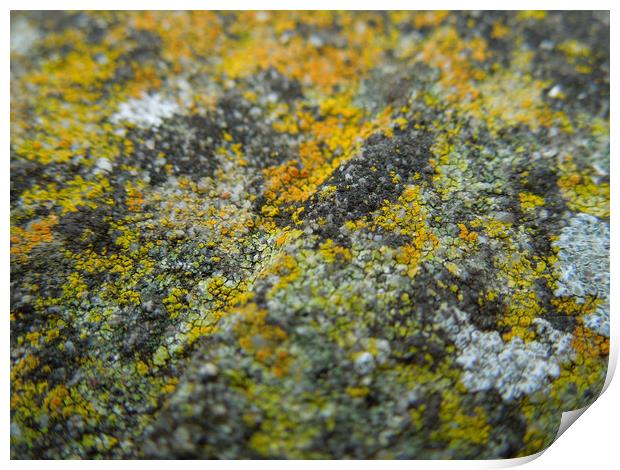 lichen landscape Print by Heather Newton
