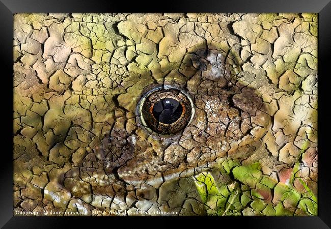 Tree Frog Framed Print by dave mcnaught