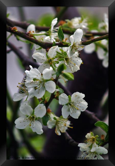 Prunus domestica 