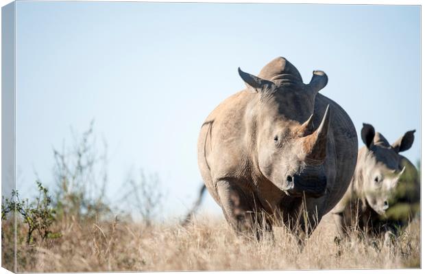 White Rhino  Canvas Print by Janette Hill