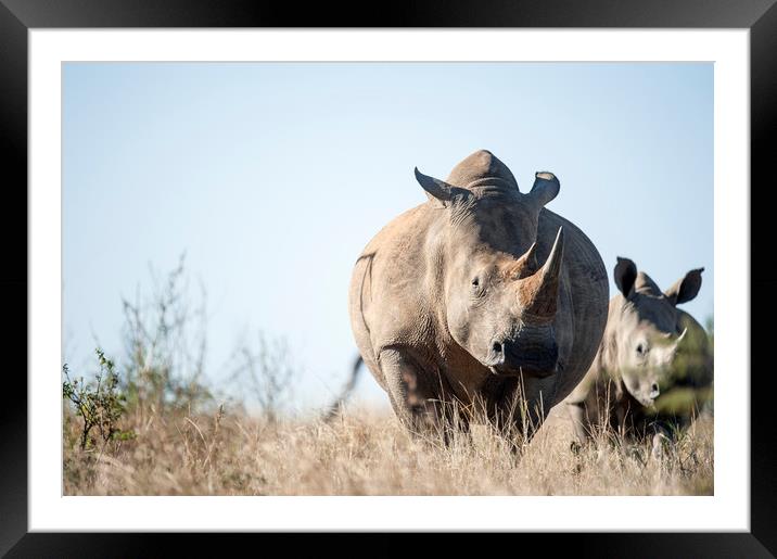 White Rhino  Framed Mounted Print by Janette Hill