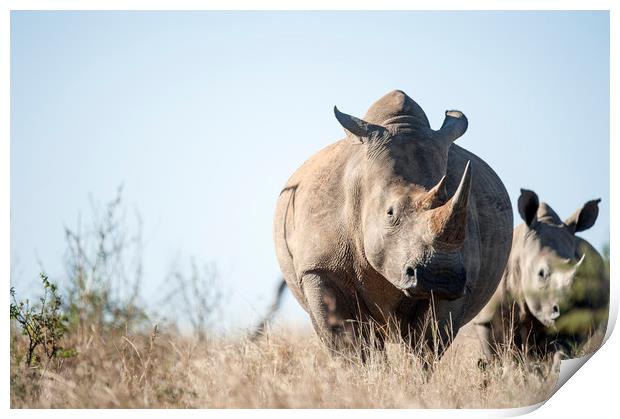 White Rhino  Print by Janette Hill