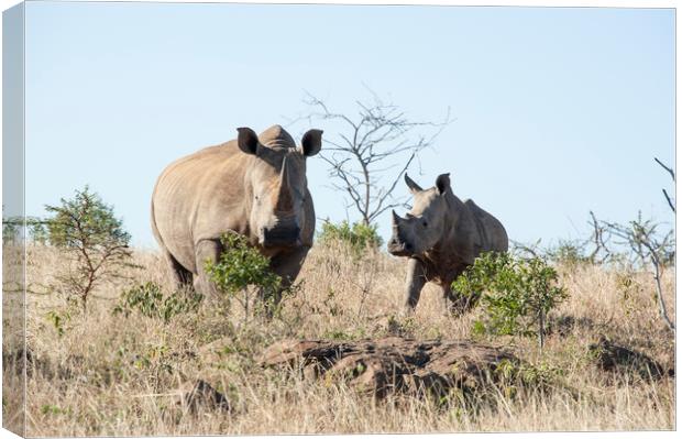 White Rhino Mother and Calf Canvas Print by Janette Hill