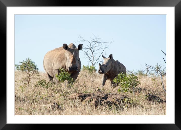 White Rhino Mother and Calf Framed Mounted Print by Janette Hill