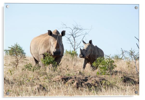 White Rhino Mother and Calf Acrylic by Janette Hill