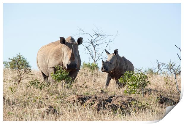 White Rhino Mother and Calf Print by Janette Hill