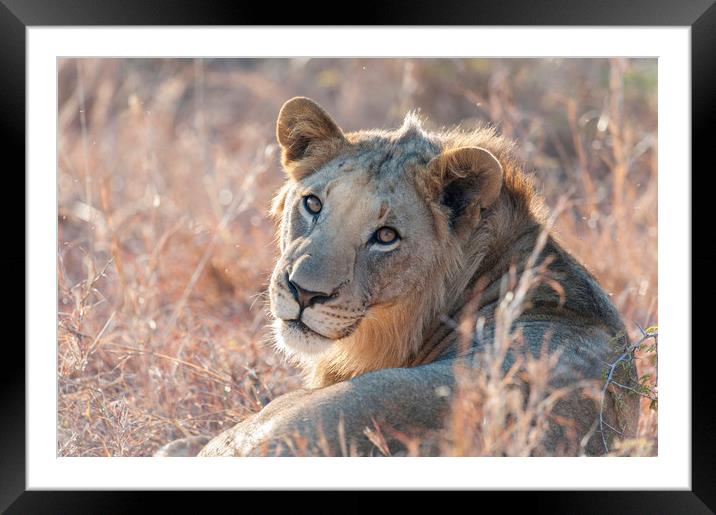 Lioness Framed Mounted Print by Janette Hill