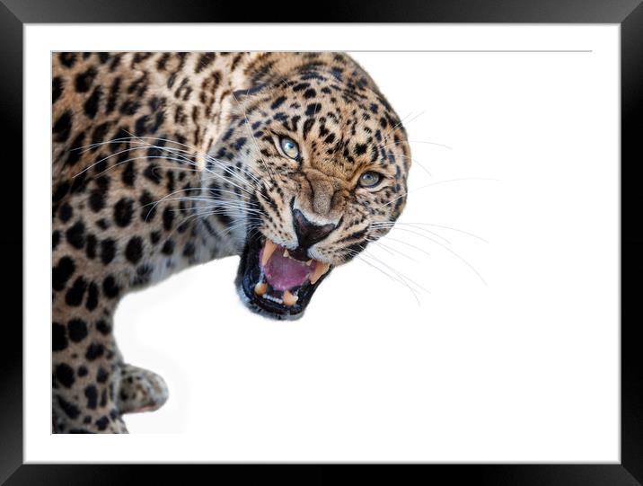 Angry Leopard Framed Mounted Print by Janette Hill