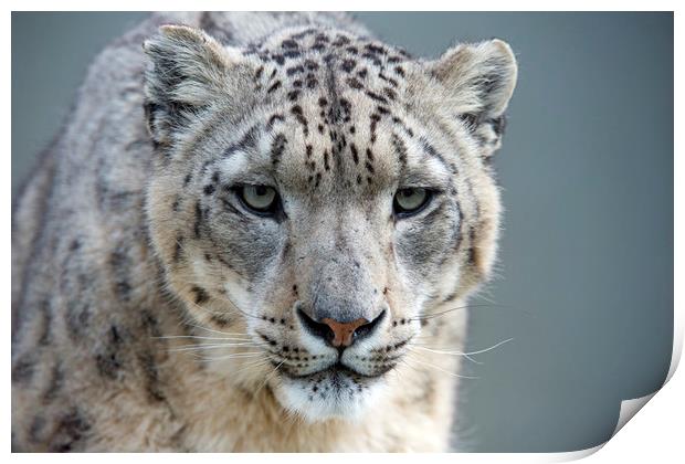 Snow Leopard Print by Janette Hill