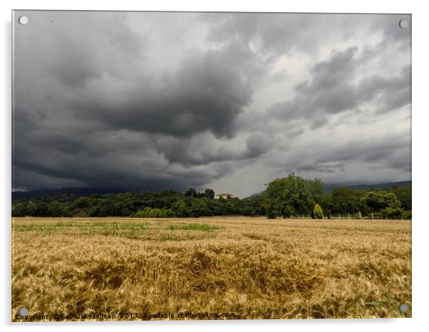 Threatening Sky Over Wheat Fields Acrylic by Fabrizio Malisan