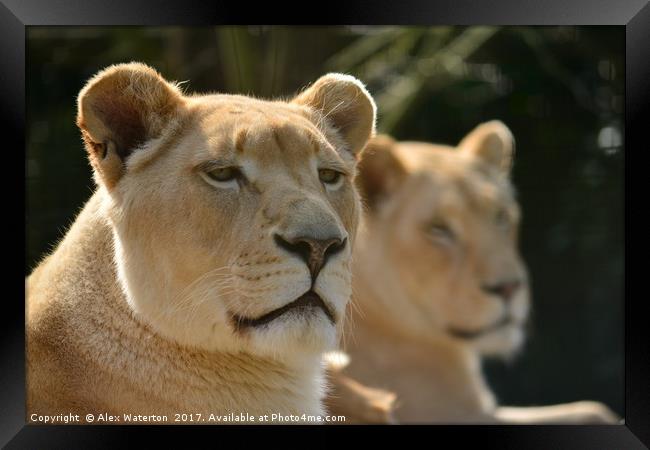 Lioness Framed Print by Alex Waterton