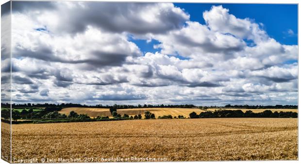 Fields of Gold Canvas Print by Iain Merchant