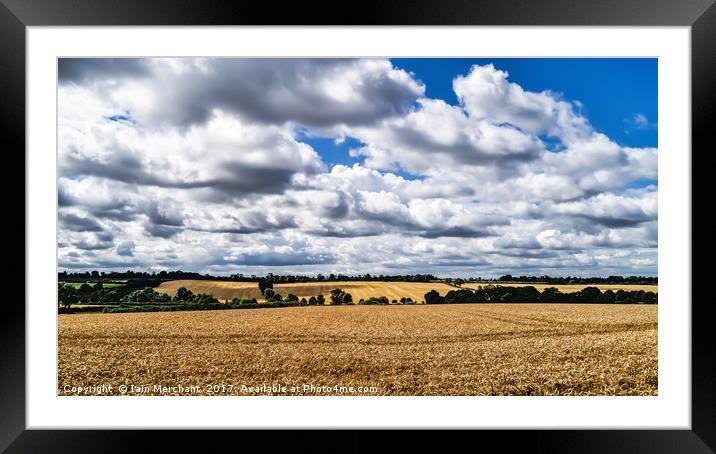 Fields of Gold Framed Mounted Print by Iain Merchant