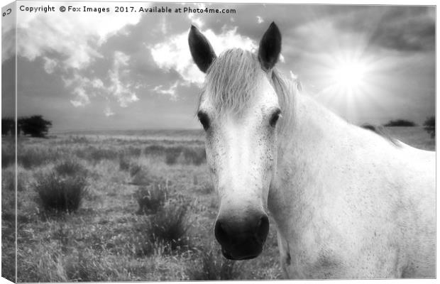 Horse in the sun Canvas Print by Derrick Fox Lomax