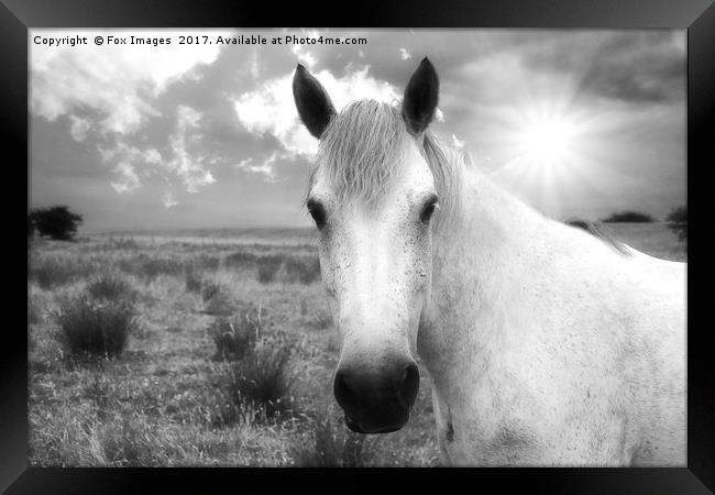 Horse in the sun Framed Print by Derrick Fox Lomax