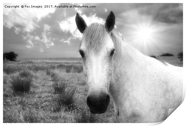 Horse in the sun Print by Derrick Fox Lomax