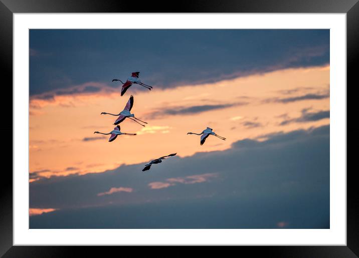 Pink Flamingo at Dawn Framed Mounted Print by Janette Hill