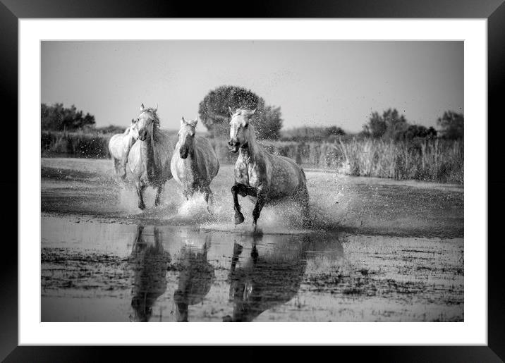 Camargue White Horses in Mono Framed Mounted Print by Janette Hill