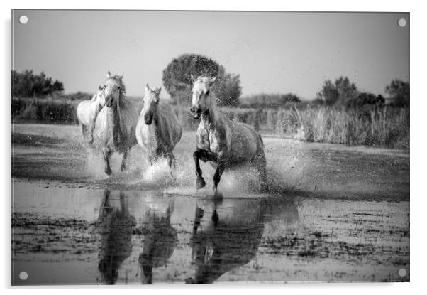 Camargue White Horses in Mono Acrylic by Janette Hill