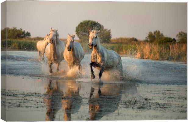 Camargue White Horses  Canvas Print by Janette Hill