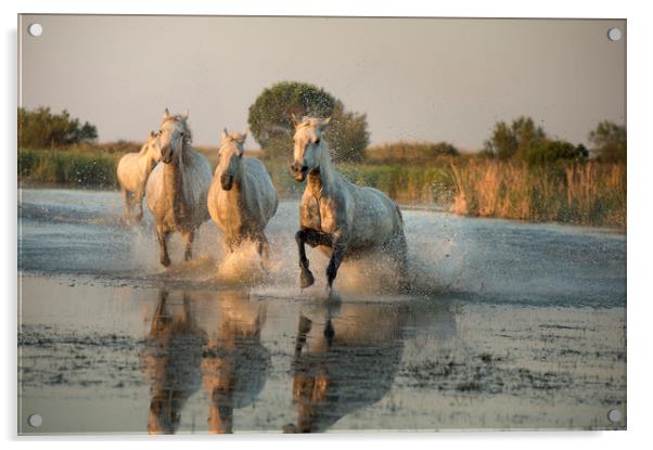Camargue White Horses  Acrylic by Janette Hill