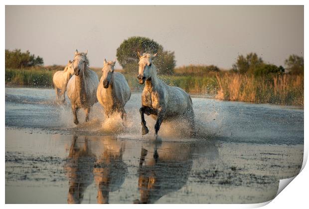 Camargue White Horses  Print by Janette Hill