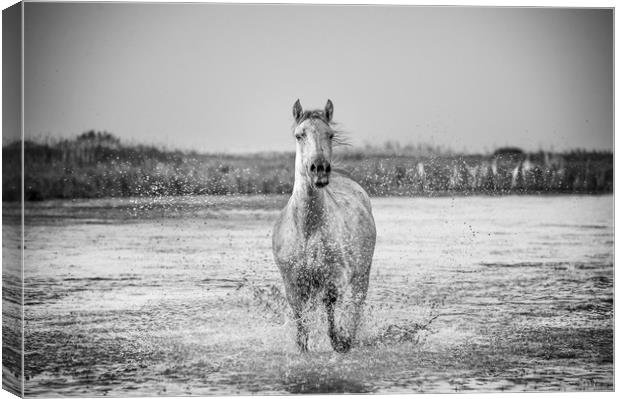 Lone White Horse in mono Canvas Print by Janette Hill