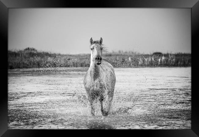 Lone White Horse in mono Framed Print by Janette Hill