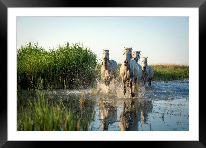 White Horses in the Camargue Framed Mounted Print by Janette Hill