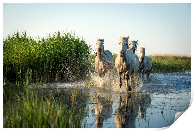 White Horses in the Camargue Print by Janette Hill