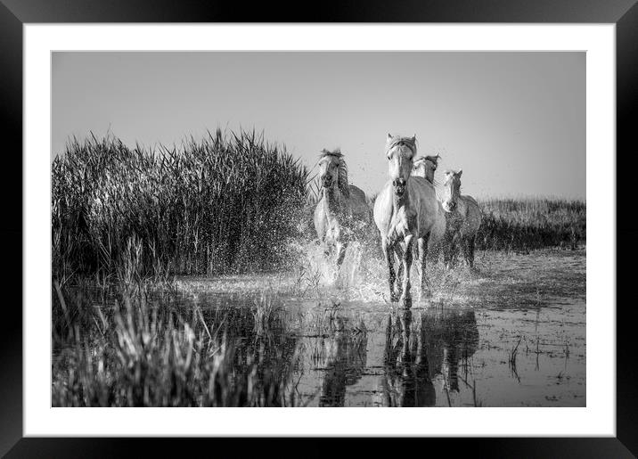 White Horses in the Camargue in mono Framed Mounted Print by Janette Hill