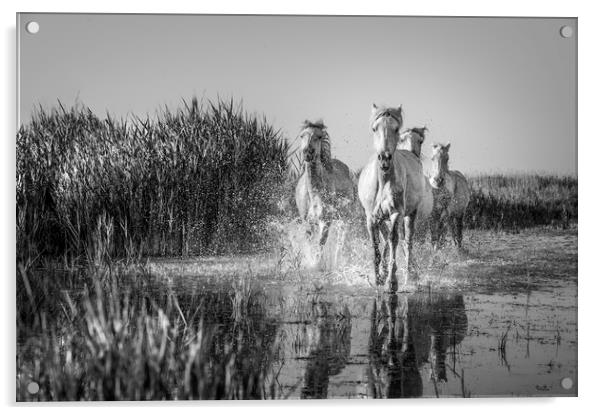 White Horses in the Camargue in mono Acrylic by Janette Hill