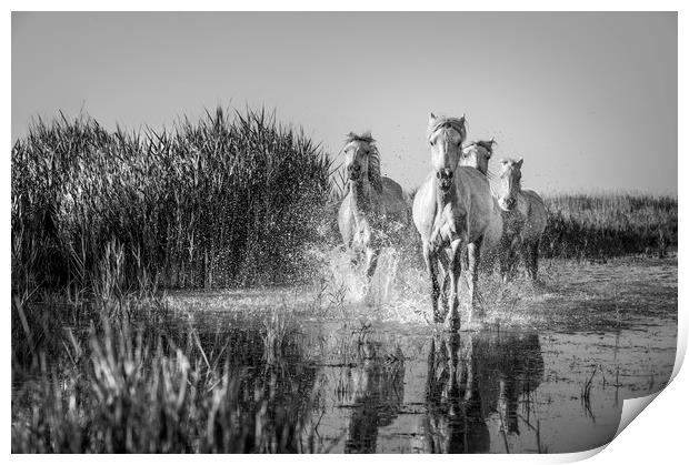 White Horses in the Camargue in mono Print by Janette Hill
