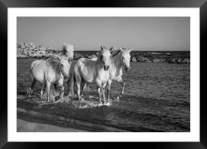 Sea Horses Mono Framed Mounted Print by Janette Hill