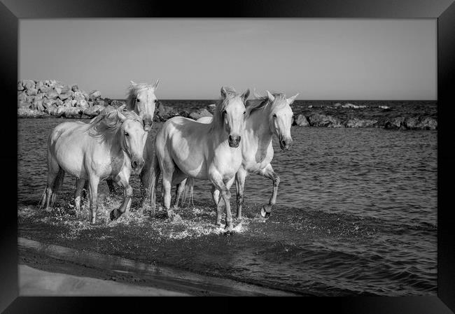 Sea Horses Mono Framed Print by Janette Hill