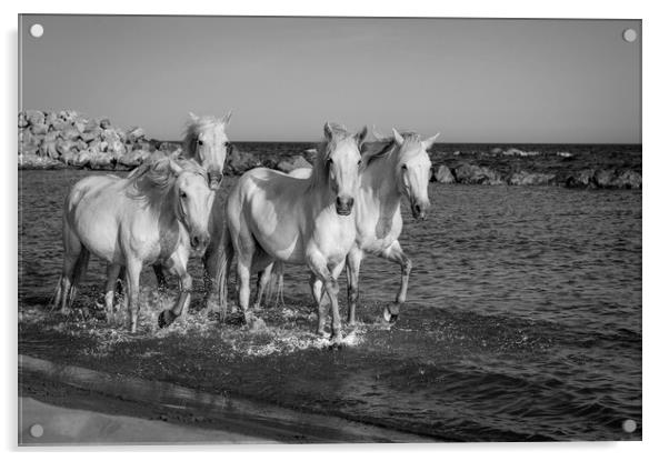 Sea Horses Mono Acrylic by Janette Hill