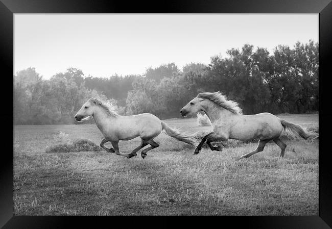 Stallion run in mono Framed Print by Janette Hill